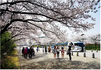 서울대공원 벚꽃축제 사진