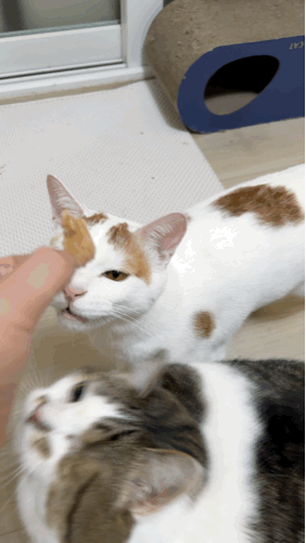 강아지 고양이 원물 간식 추천 동해형씨 레토르트 원물건조 대왕연어