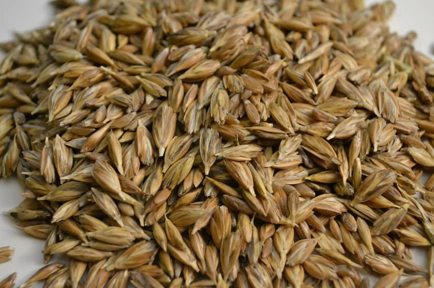 파로-farro-다이어트-효과-고대-통곡물