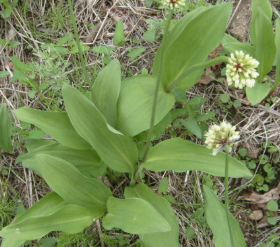 명이나물 효능 부작용 고르는법 영양성분 먹는법