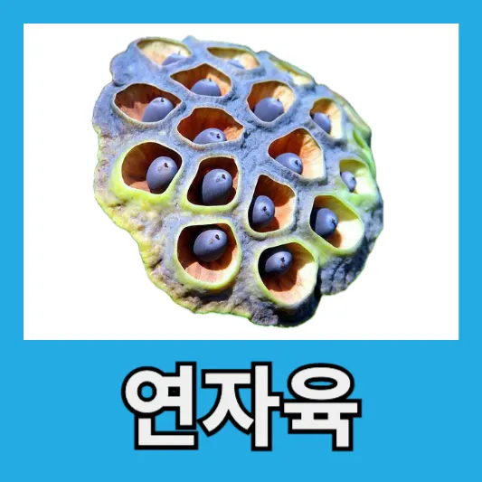 50~60대 연꽃씨앗 연자육 맛 연자육 효능 부작용 먹는법