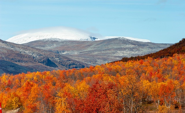 핀란드 사리셀카 가을숲