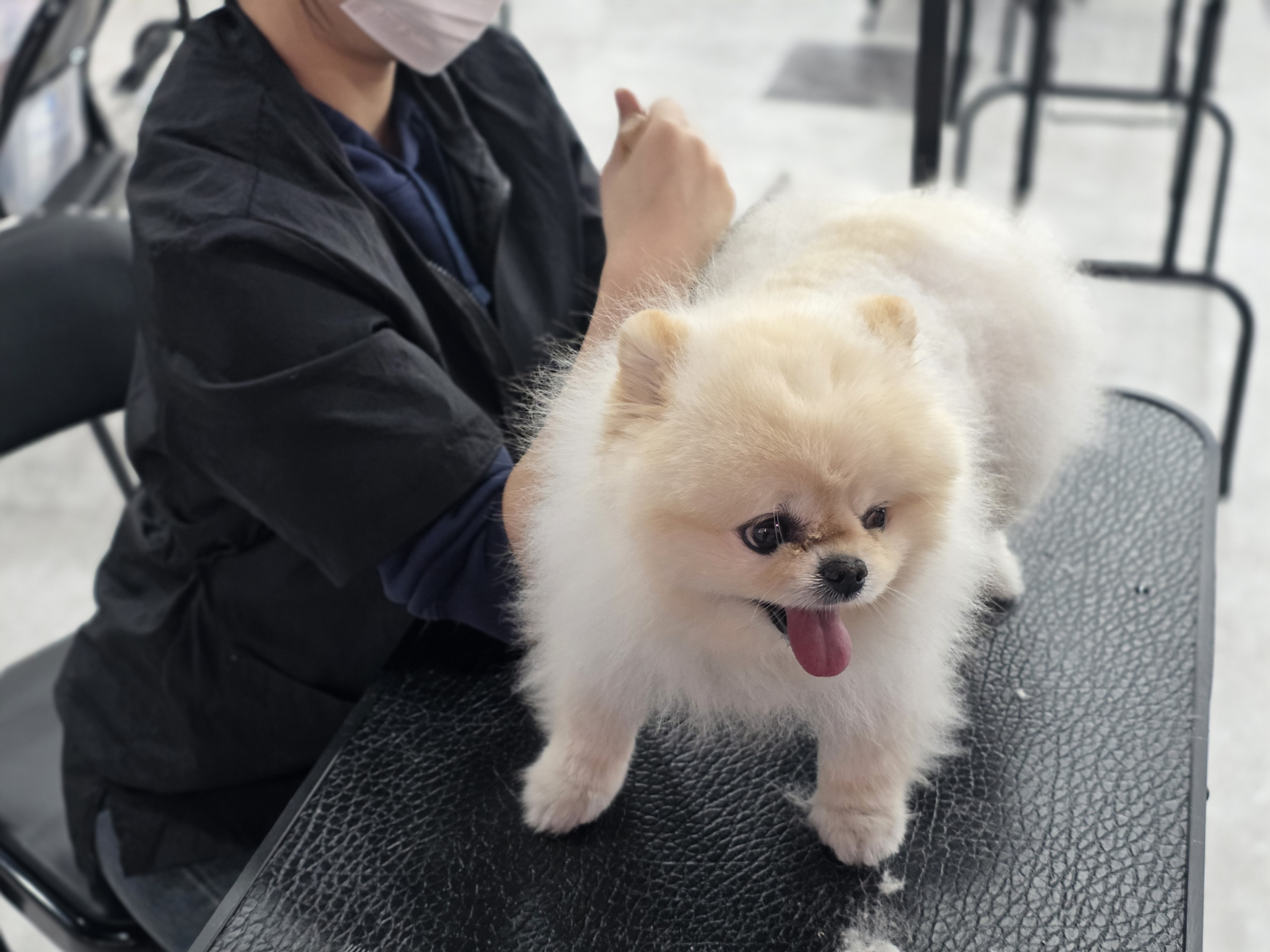 팔달구애견미용학원