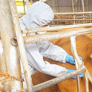 구제역 관련주 백신 대장주 테마주 TOP5