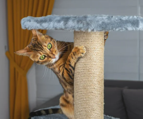 고양이 링웜 증상, 원인, 치료, 예방 총정리 원형탈모 무슨일?