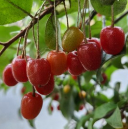 보리수 열매 효능