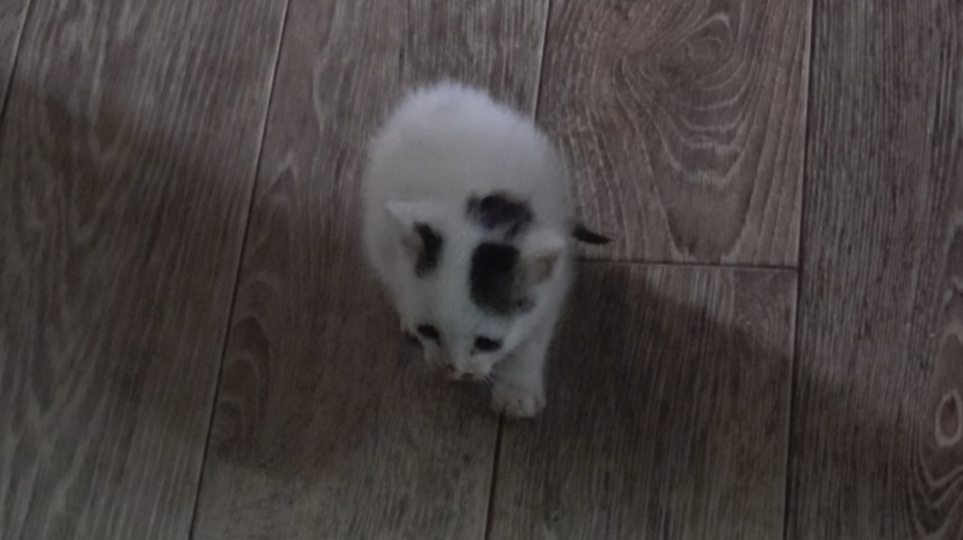 냥줍 고양이 첫 목욕