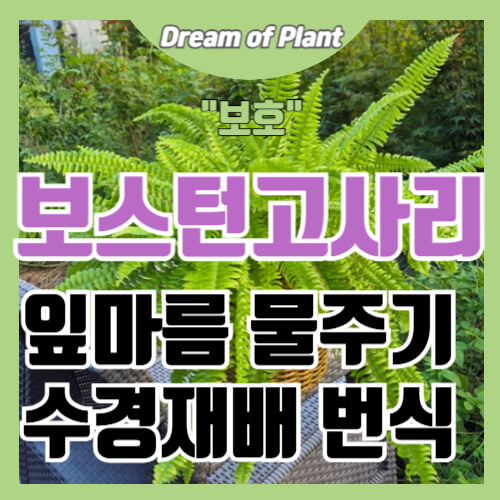 보스턴고사리 키우기 썸네일 이미지