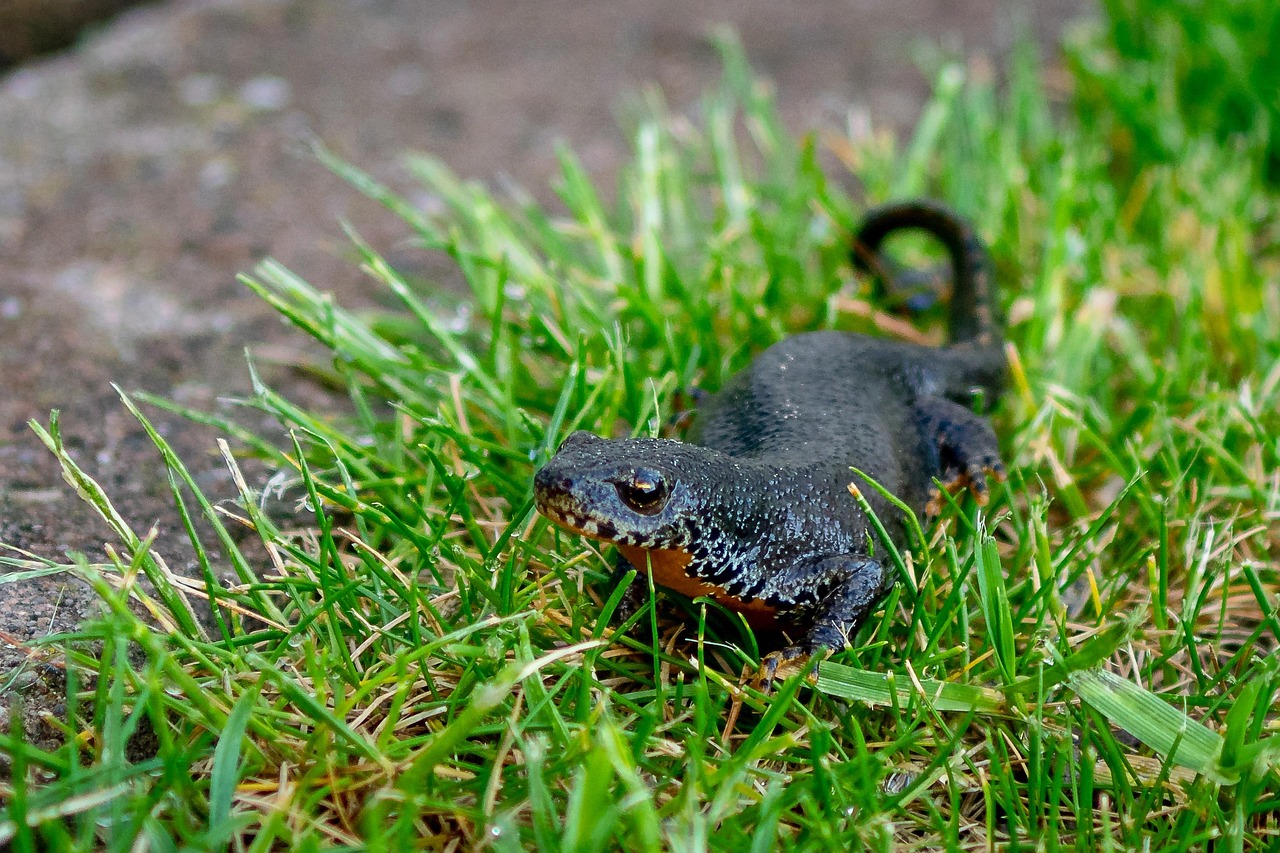 돼지알파인 뉴트