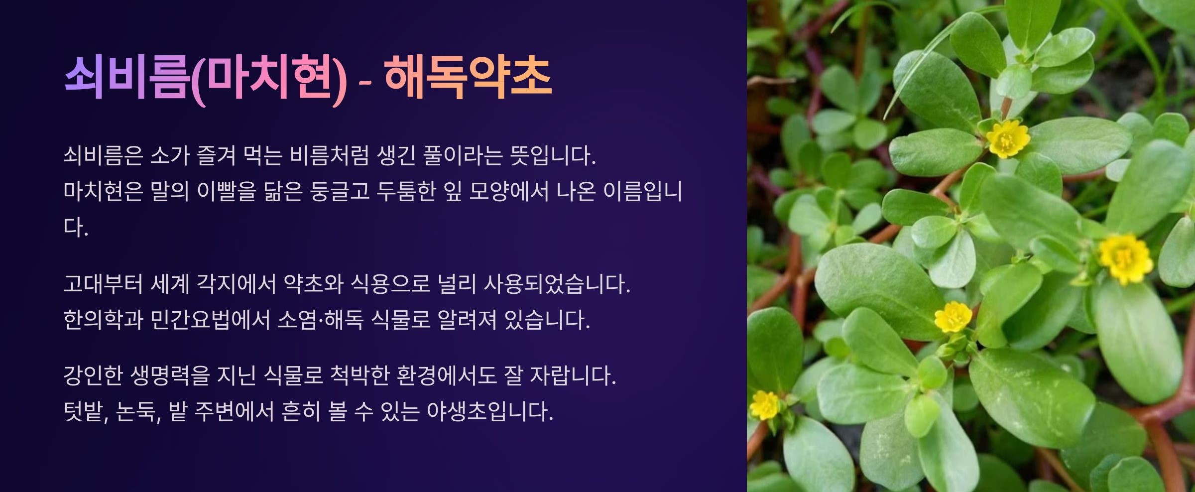 쇠비름 (馬齒莧) - 마치현 (馬齒莧) - 해독약초