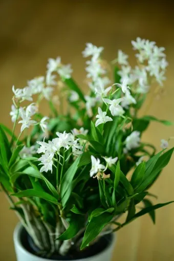 긴기아난 기르는법 꽃피우기 분갈이 물주기 꿀팁_7