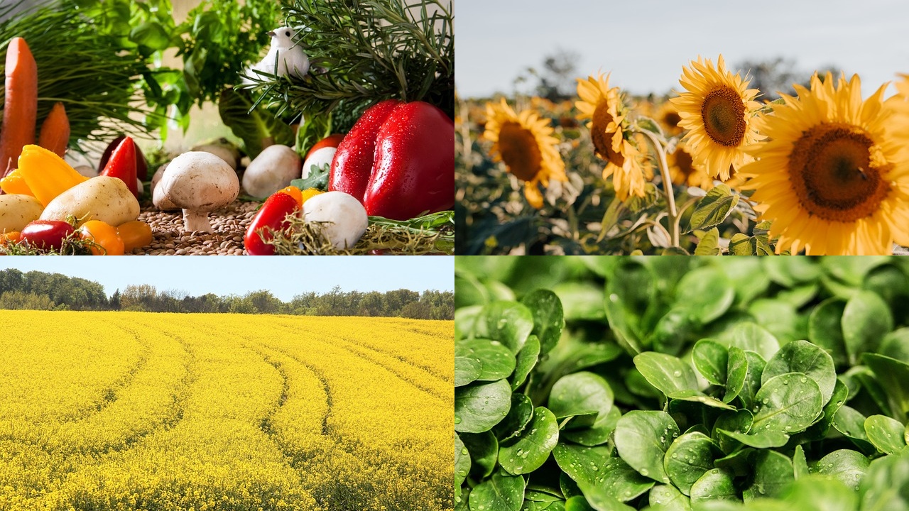 3월에 심는 밭작물