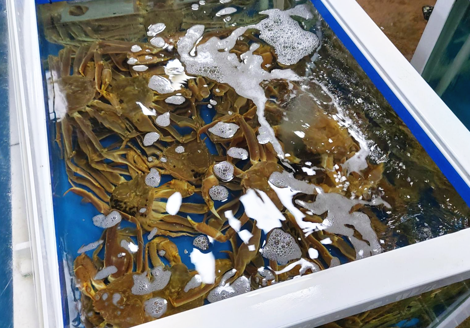 경북 영덕군 대게