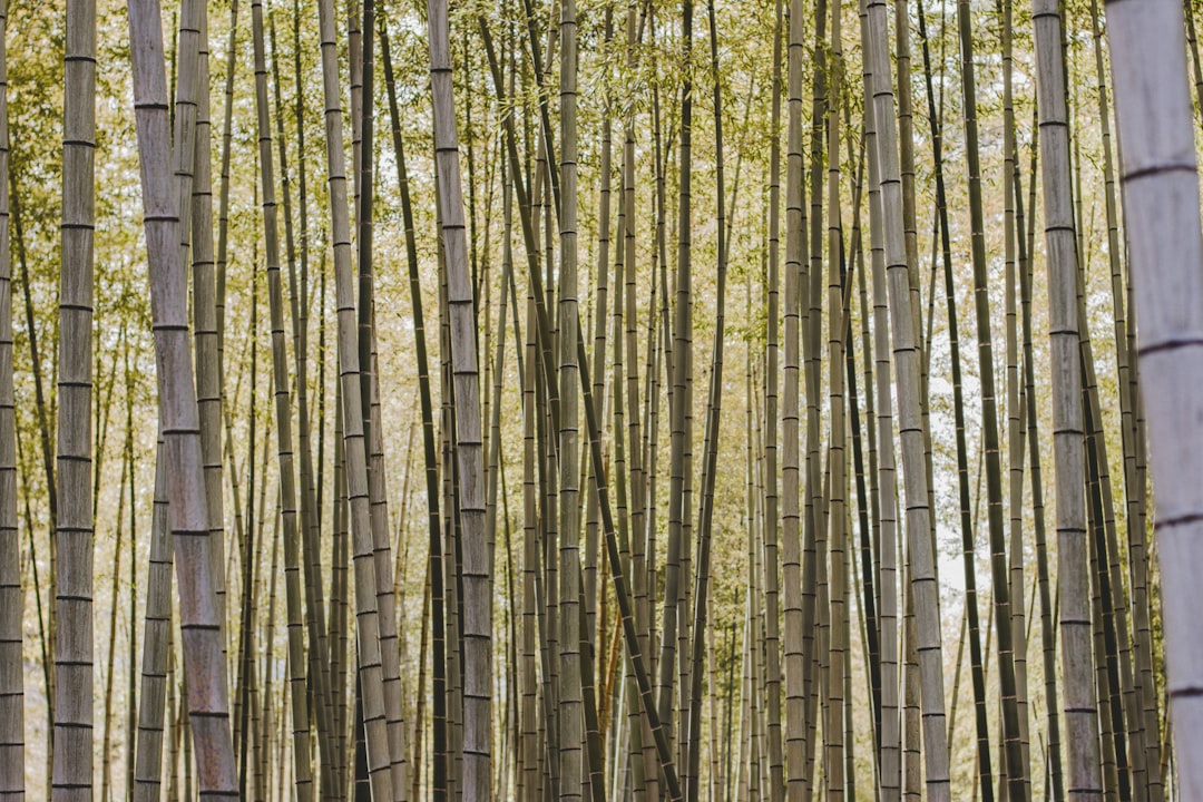 Bamboo shoot