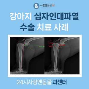 강아지 십자인대 파열: 원인, 증상, 진단, 치료