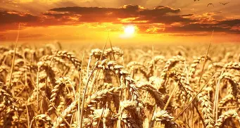 카무트효소 효능 카무트쌀 먹는법