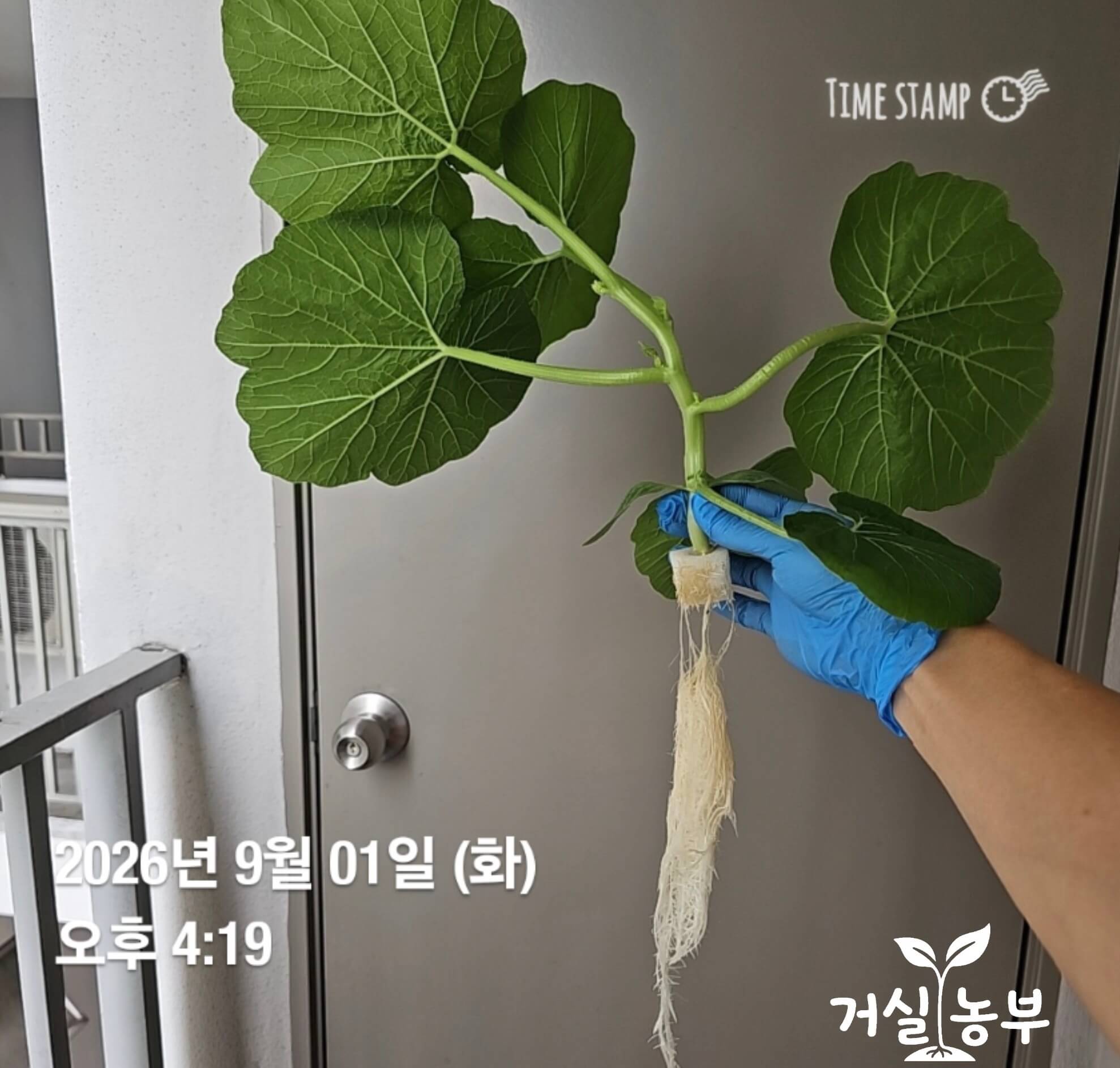 수경재배기에서 꺼낸 단호박의 길게 자란 흰색 뿌리