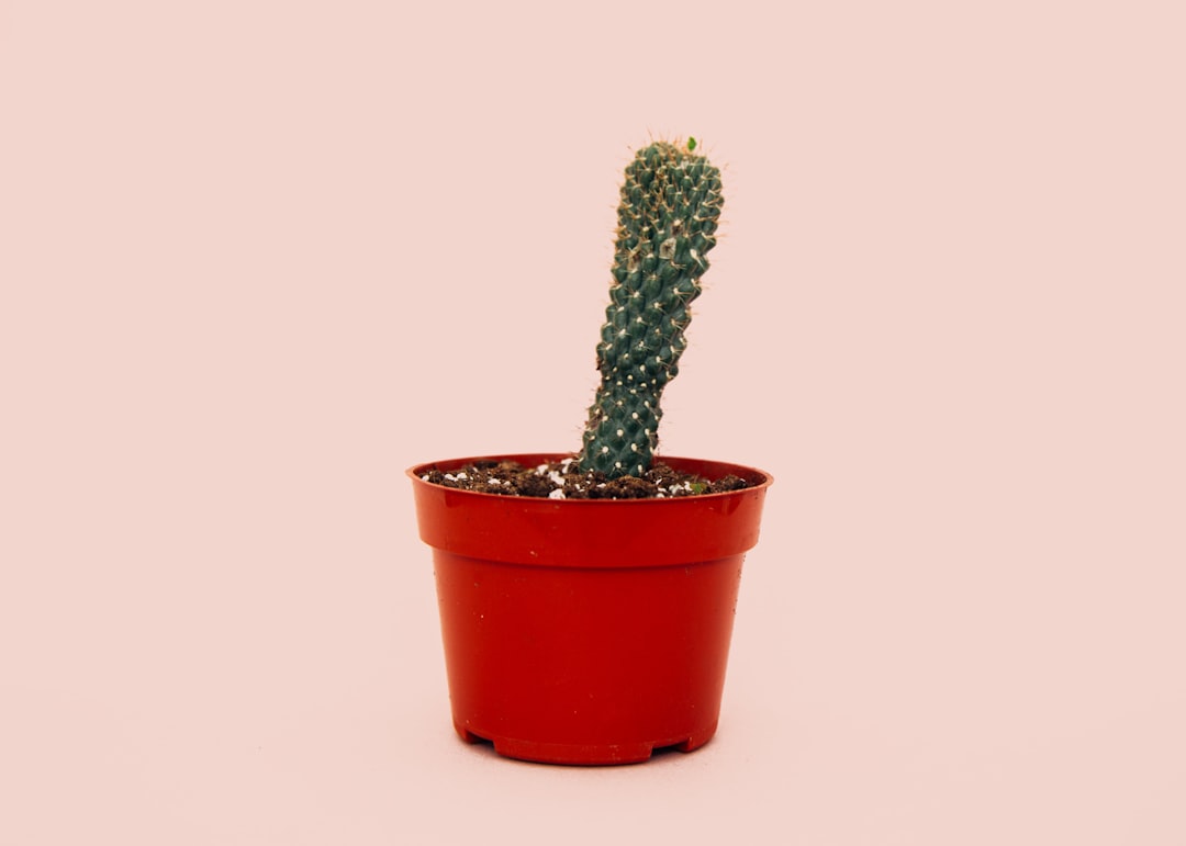 Erection.