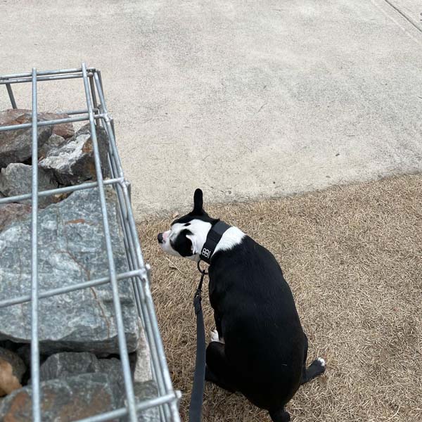 강아지가 풀밭에서 똥을 싸고있다