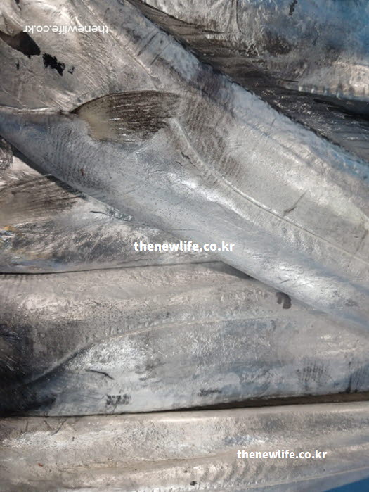 양질의 단백질과 불포화 지방산이 풍부한 GI 당지수 낮은 음식 갈치 실물