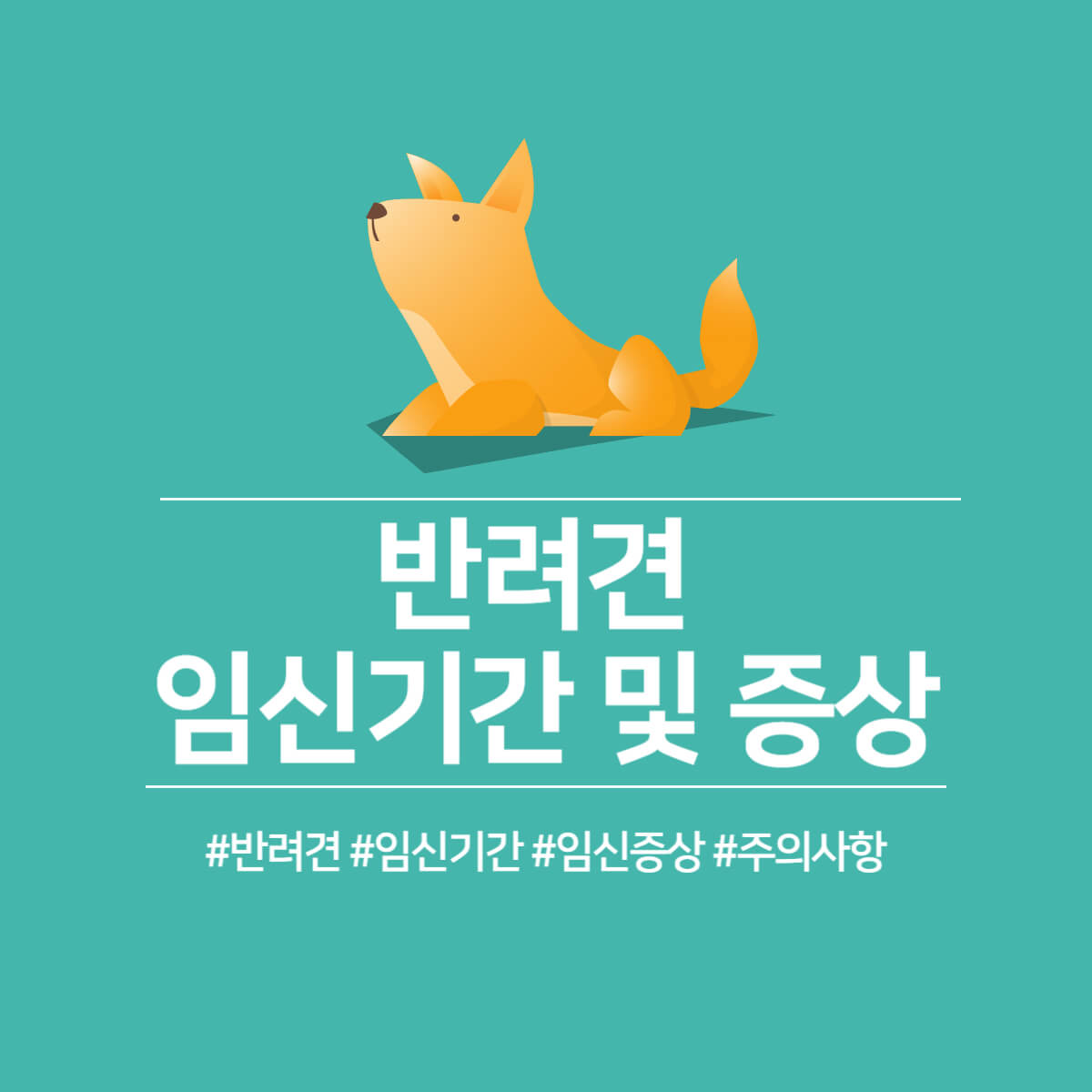 강아지 임신 증상, 임신 기간 및 주의사항