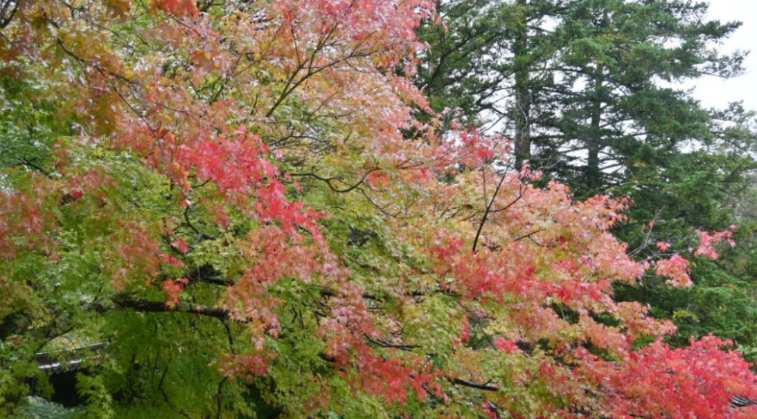 평창 오대산