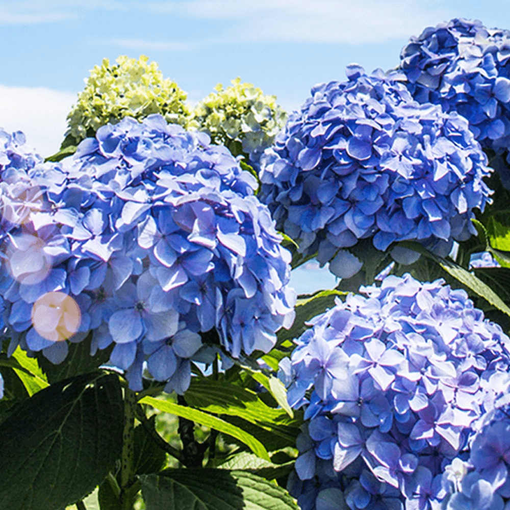 2024년 7월 여름 전국 수국 축제 일정