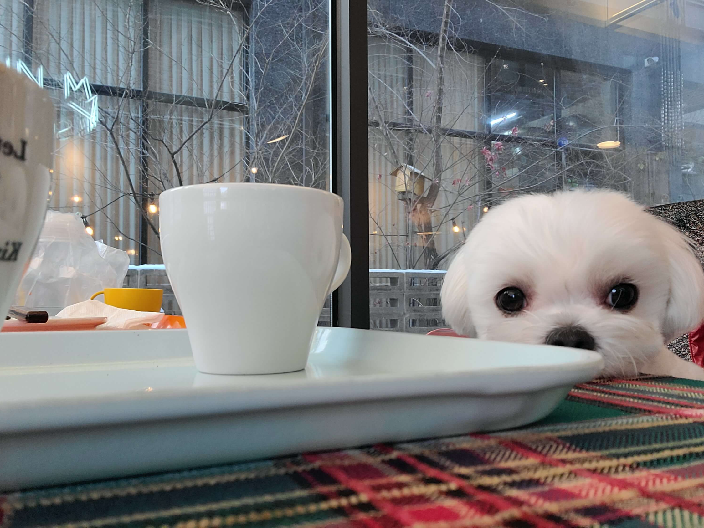 애견동반카페 김성민커피