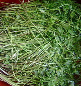 미나리 효능 부작용 고르는법 칼로리