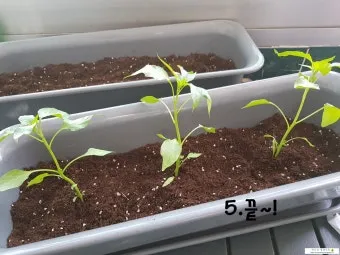 텃밭 고추 키우는 법 모종심기 지지대 순지르기 탄저병 예방_13