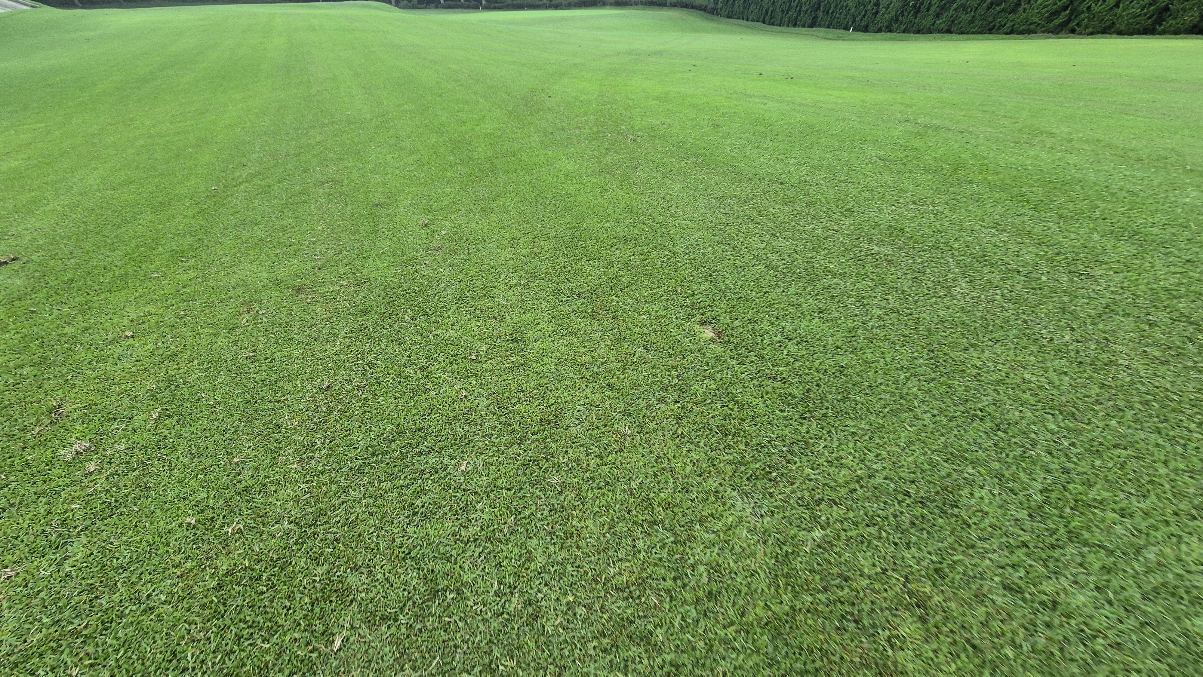 도고cc 코스 관리상태