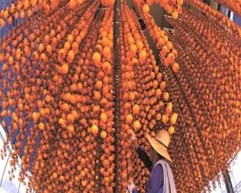 양촌 곶감축제_3