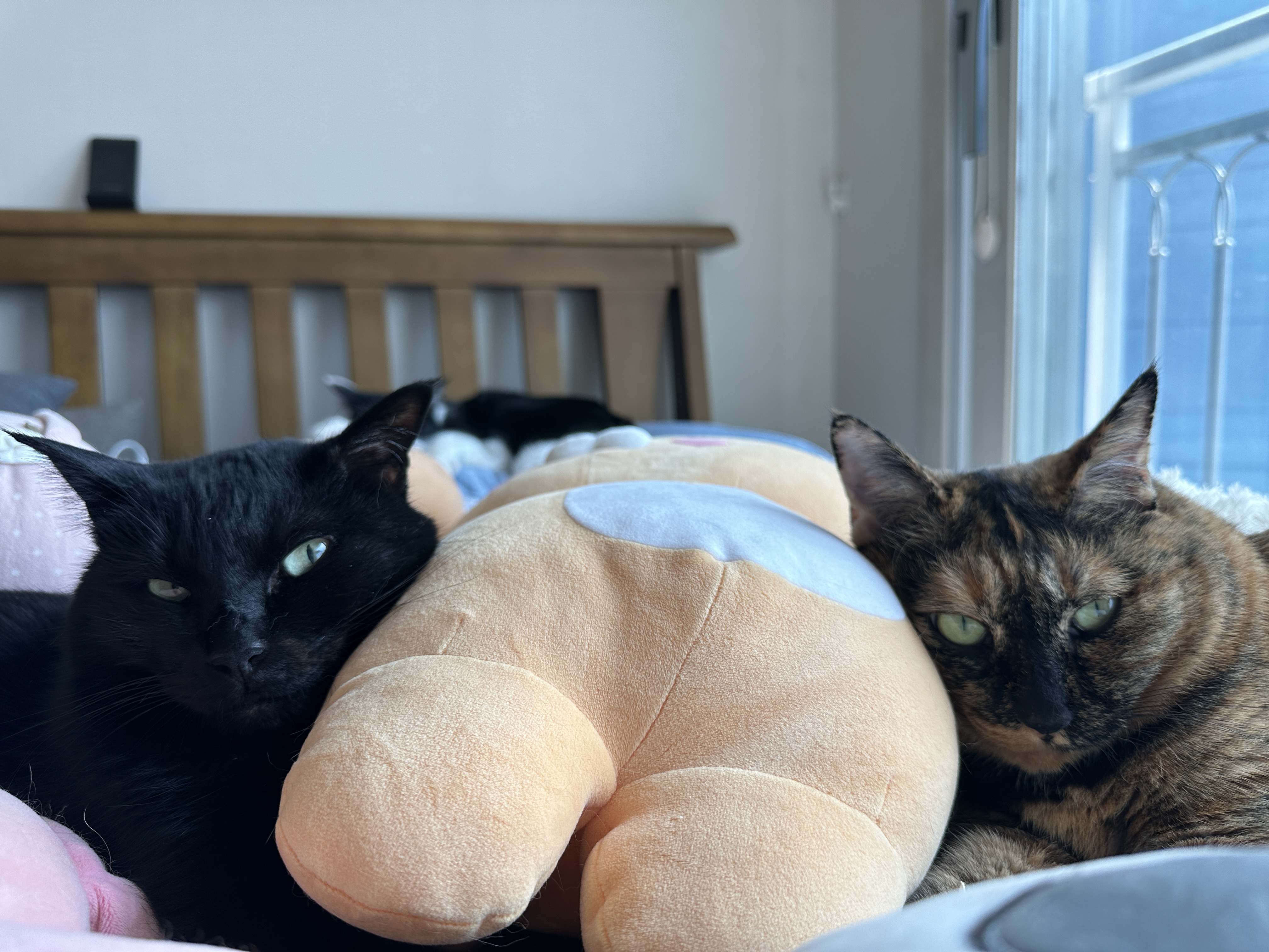 인형_베고_자는_건이와_살아이_클로즈업_1