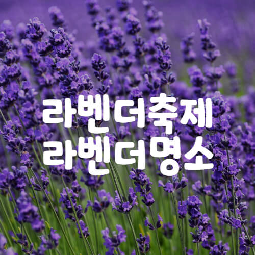 라벤더축제-라벤더명소-총정리-썸네일