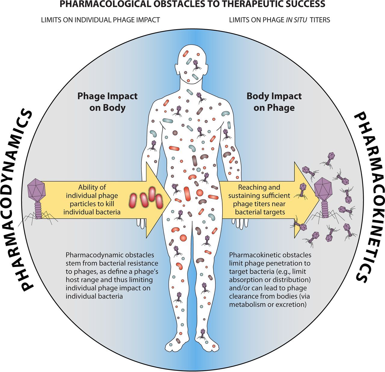 장내 유해균을 청소하는 파지 요법