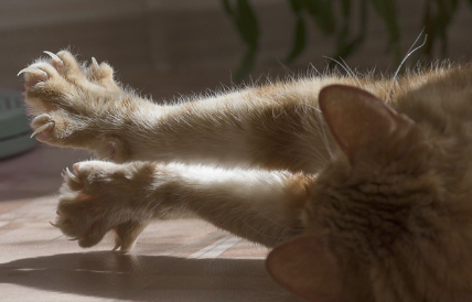양손을 뻗고 손톱을 벌리는 고양이.