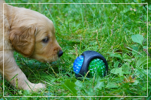 여름에 실외 강아지