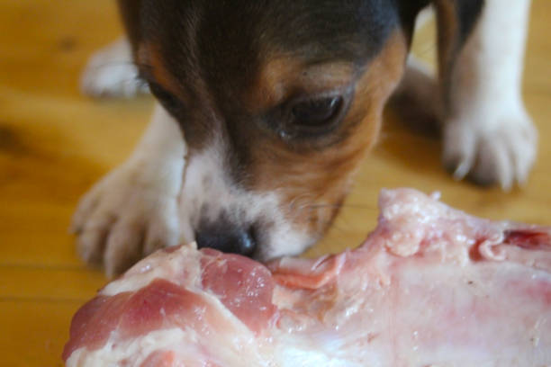 강아지 구토의 주요 원인