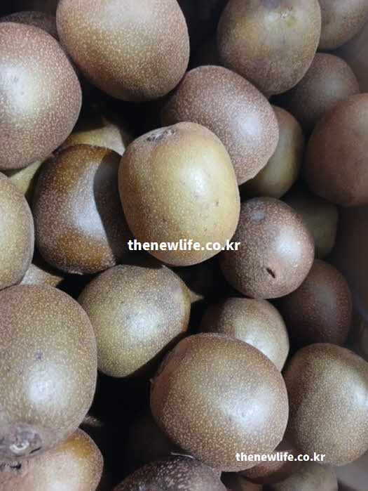 키위 효능 체중 감량 수용성 식이섬유