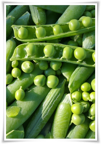 "10월 하순, 완두콩 심어보세요!" 겨울을 이겨낸 완두콩 건강한 영양소 듬뿍!