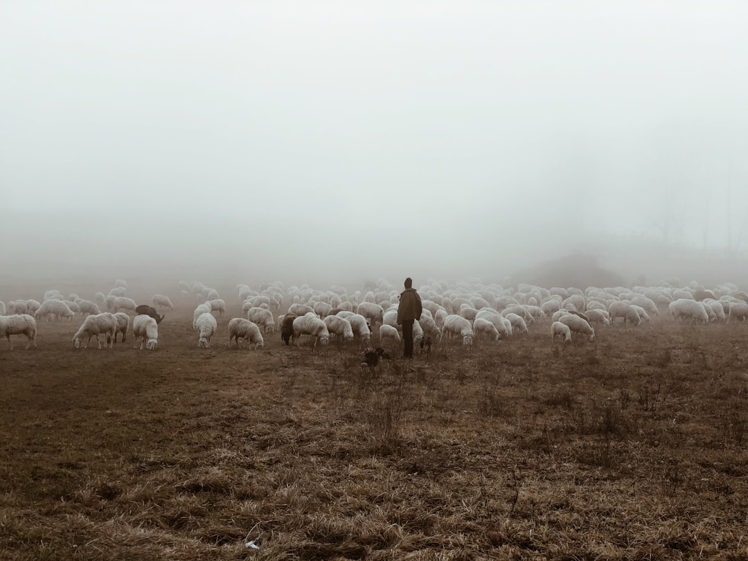 sheep