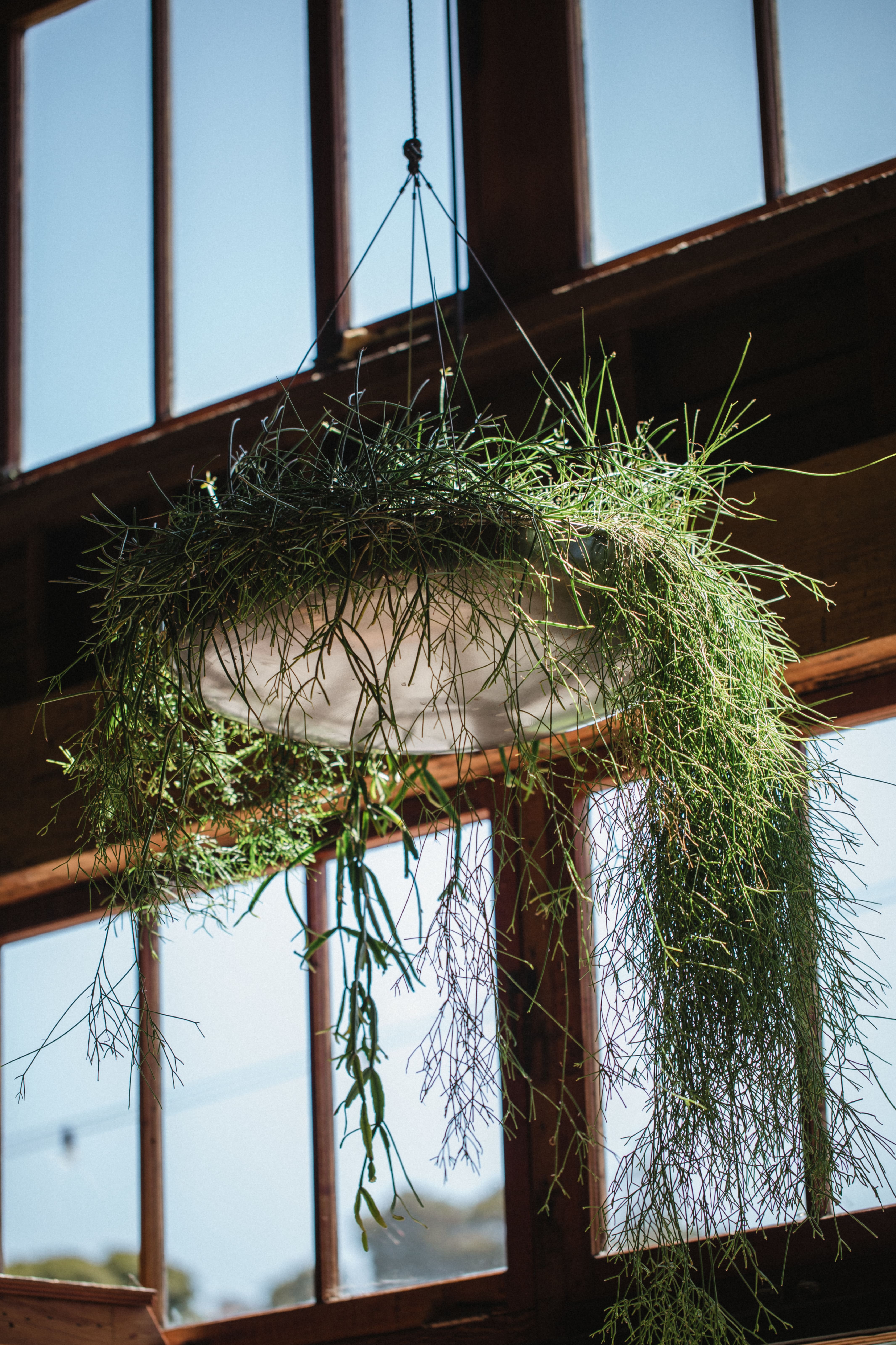 [농업]도시농업으로 미세먼지 줄이기 &ndash; 공기 정화 식물과 텃밭 조성법