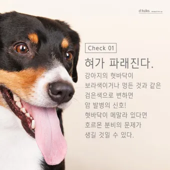 강아지 아플 때 증상 10가지 주의해야 할 건강 신호_23