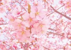 벚꽃놀이명소경기도벚꽃수도권벚꽃