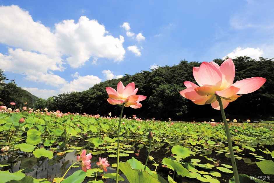 보은 속리산연꽃단지