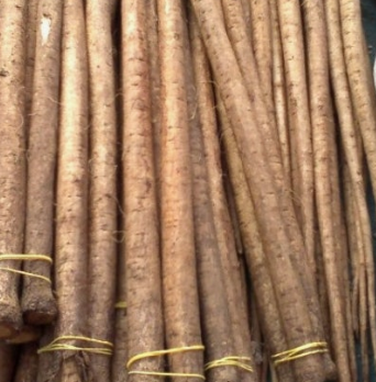 우엉 효능과 부작용 고르는법 요리 먹는법