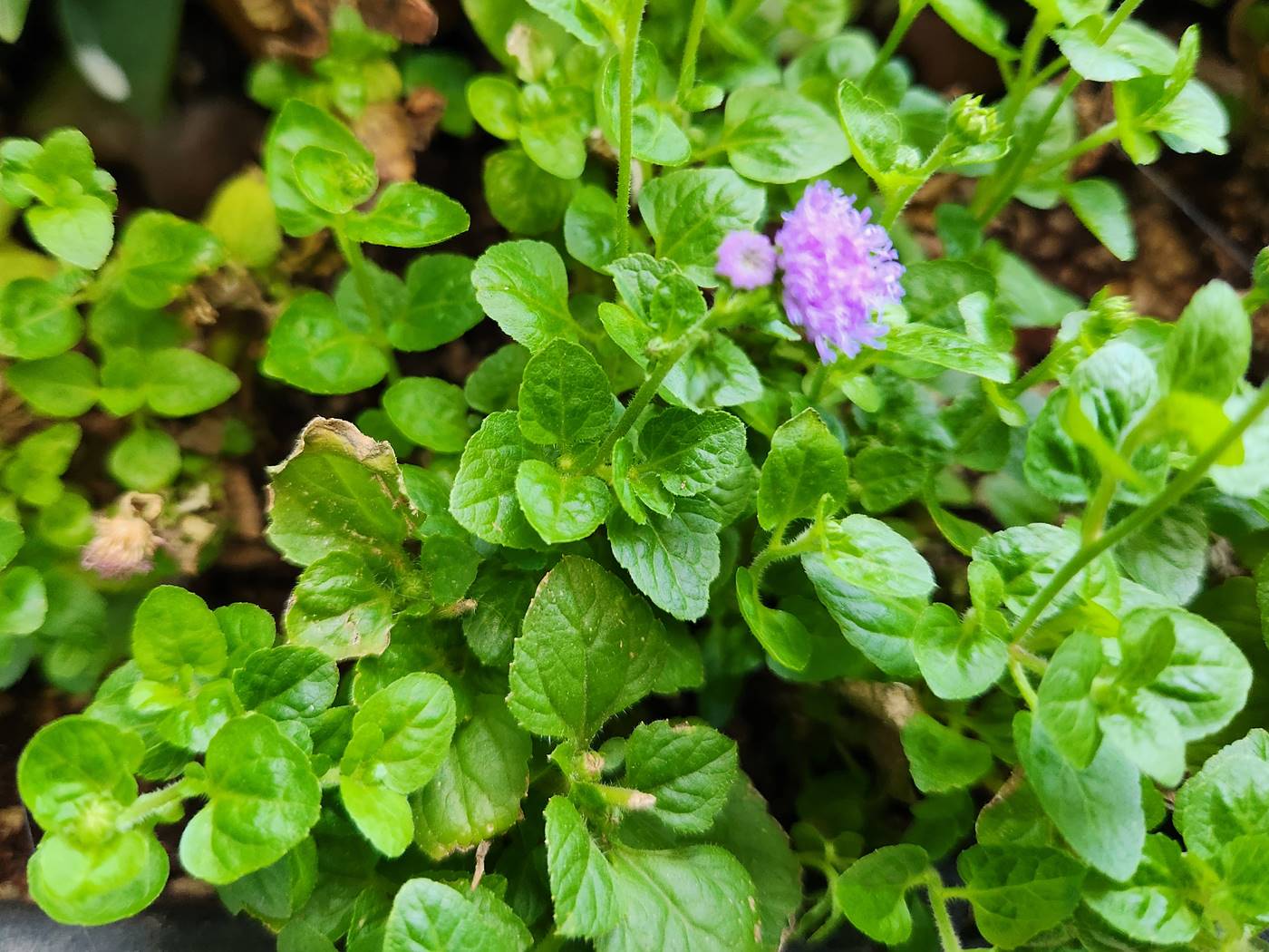 아게라텀(불로화) Ageratum