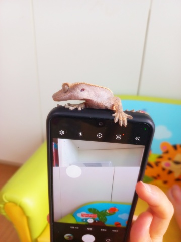 크레스티드 게코 키우기의 재미 (크레, "너로 정했다")