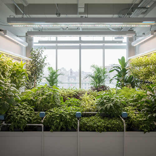 최신 스마트 가드닝 (AI, 수경재배, 도시농업)