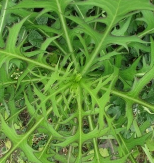 씀바귀 효능과 부작용 먹는법 고르는법